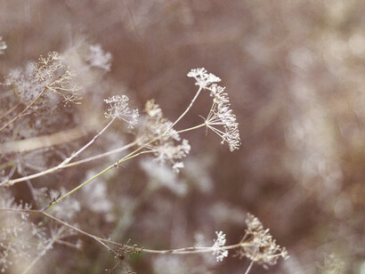 El origen de la vida a partir de lo inerte, o de lo no vivo a lo vivo, estriba únicamente en procesos electroquímicos, ya sea por electrolisis o fotorreacción
