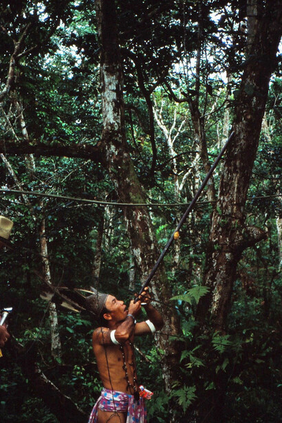 Dayak a caccia con la cerbottana