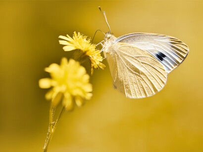 A small yellow butterfly sits on a dandelion