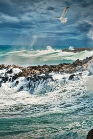Gabbiano vola nel vento sul mare in burrasca