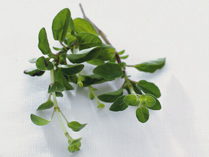 Origano fresco