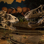 Dinosaurs in their Time. Courtesy of Carnegie Musuem of Natural History 