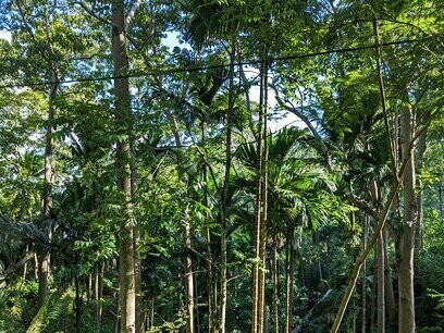 Ti trovi a cercare un orizzonte, ma lo sguardo è bloccato da una barriera di piante sempre più folte che azzerano la luce, foto di Valeria Caldelli