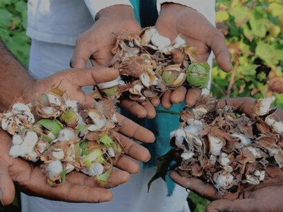 Índia aprova primeiras culturas geneticamente modificadas em 20 anos: algodão e mostarda tolerantes a herbicidas