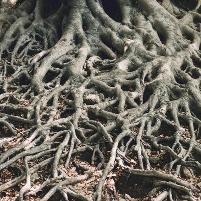 Le moderne conoscenze della genealogia genetica mostrano come, andando sufficientemente indietro nel tempo, tutti gli esseri umani condividano una parte significativa dei propri antenati