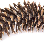 Botany. Courtesy of Royal BC Museum