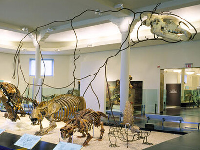Hall of Primitive Mammals. Courtesy of American Museum of Natural History