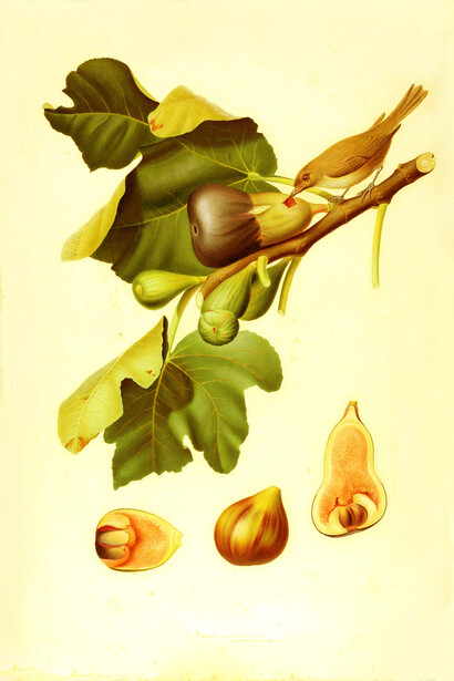 Il fico è in realtà  un cosiddetto “falso frutto”, un insieme di piccolissimi acheni che costituiscono i veri frutti