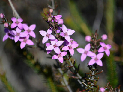 Serenità e chiarezza di pensiero con Boronia