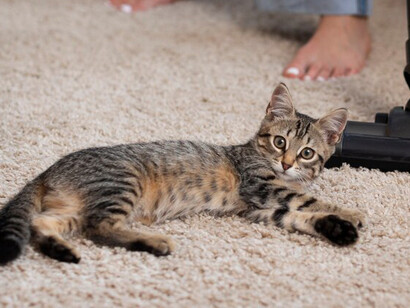 The pet cat lies comfortably on the carpet as the owner vacuums around it