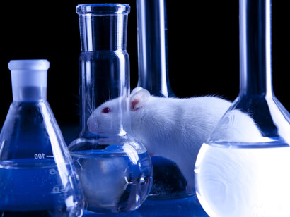 Cavia per test di laboratorio