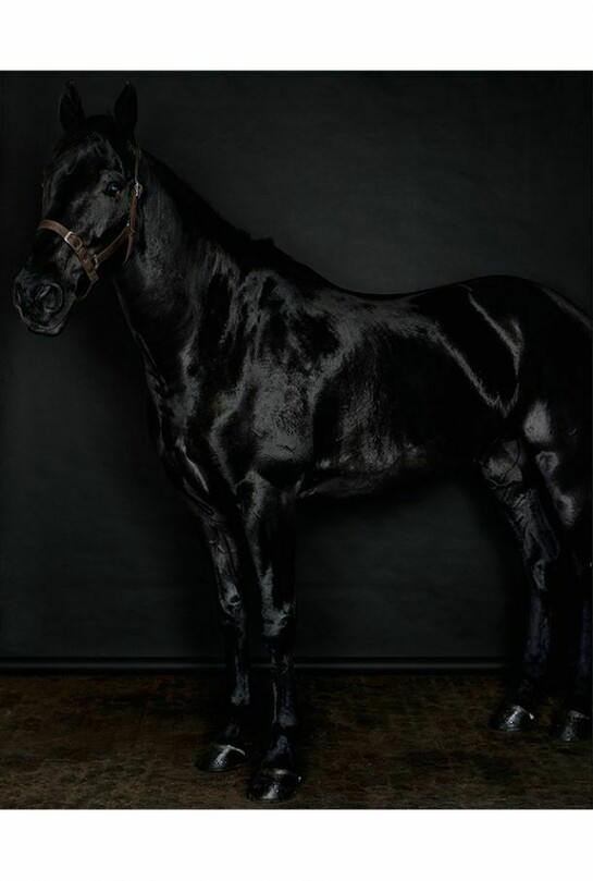 Sarah Jones, Horse (profile) (black) (II/I), 2014, C Print, 59 7/8 x 48 inches (framed) (152.1 x 121.9 cm). Courtesy Anton Kern Gallery, New York