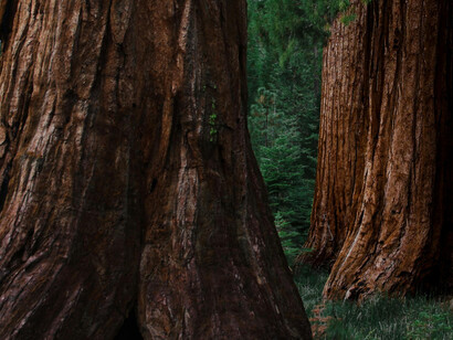 Secuoyas. Las más altas se encuentran en los Parques Nacionales y Estatales Redwoods, al norte de California