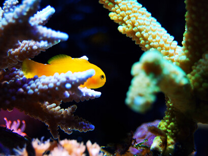 Pesce giallo tra i coralli. Salvaguardia delle barriere coralline: decisioni cruciali per proteggere un patrimonio unico