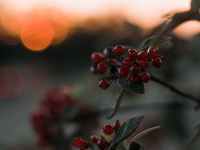 There is a growing interest in wild foods harvesting