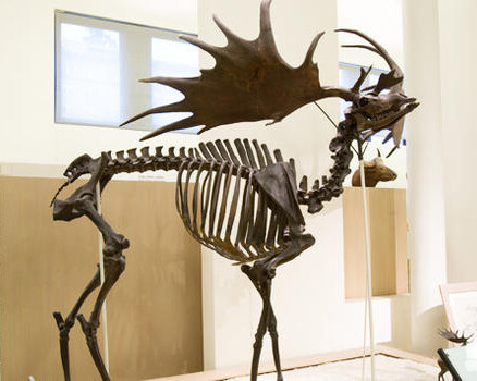 Milstein Hall of Advanced Mammals. Courtesy of American Museum of Natural History