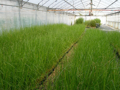 Una coltivazione di Vetiveria zizanioides