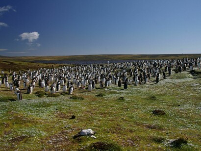 Há passeios em forma de excursão para visitar os penquins nas Ilhas Malvinas ou Falkland Islands, Argentina