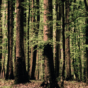 Woodlands. Courtesy of Bernheimer Fine Art