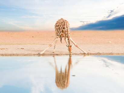 Northern giraffe drinking water, in Namibia