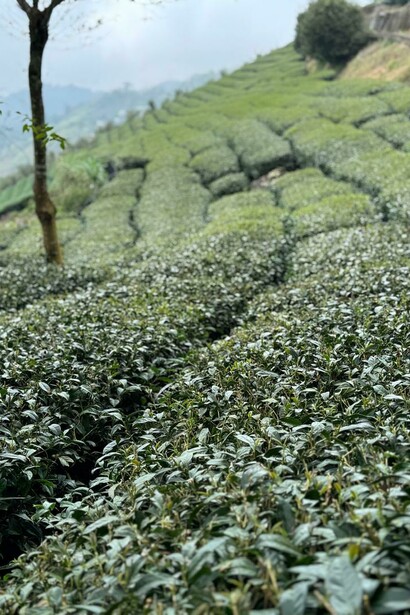 La planta Camellia Sinensis es la base del té y su procesamiento define las variedades como el verde, negro, oolong o blanco