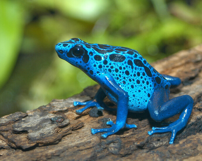 Frogs! A Chorus of Colors. Courtesy of Florida Museum of Natural History