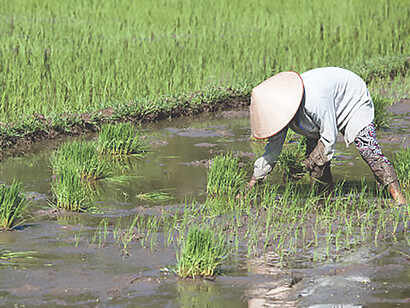 Diligent Asian farmer cultivates rice in Southeast Asia's vibrant landscapes, showcasing traditional agricultural practices