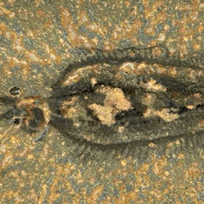 Dawn of Life Preview. Courtesy of ROM