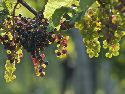 Uva. Vini di qualità dalla Tanzania: Innovazione enologica grazie a esperti italiani