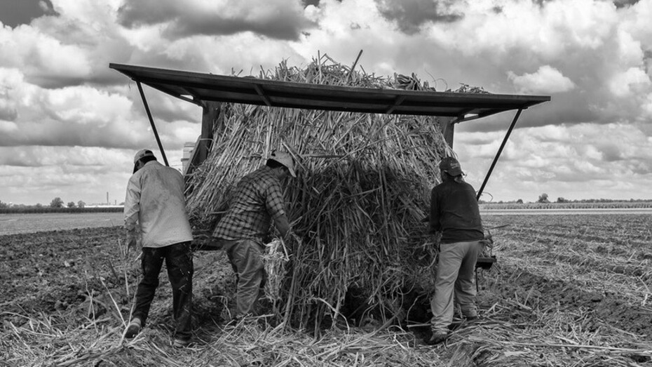Like Sugar. Courtesy of Tang Museum
