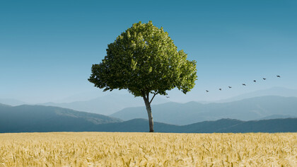 If we save trees they will help save us