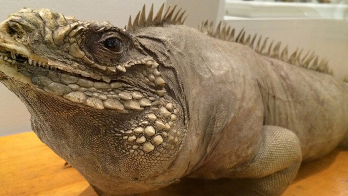 Central and South America. Courtesy of Harvard Museum of Natural History