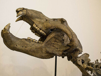 Extinct life in Moravia, exhibition view. Courtesy of the Moravian Museum