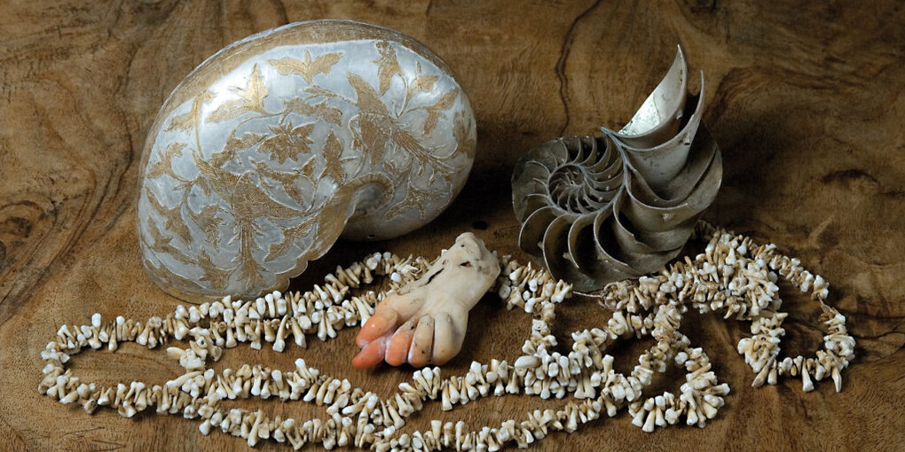 Historical Gallery. Courtesy of Museo di Storia Naturale