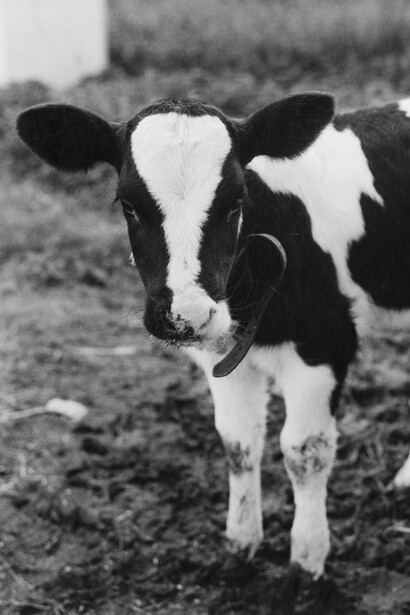 Peter Hujar, Calf, Hyrkin Farm, 1978 © The Estate of Peter Hujar, courtesy Fraenkel Gallery, San Francisco