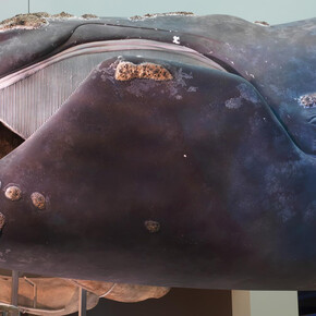 Sant Ocean Hall. Courtesy of Smithsonian's National Museum of Natural History