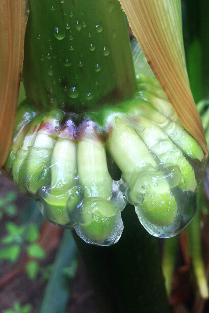 Raíces adventicias de la raza de maíz olotón cubiertas de material mucilaginoso