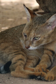 Jungle Cat despite its name favours grassslands. Image taken at Colombo Zoo © Gehan de Silva Wijeyeratne