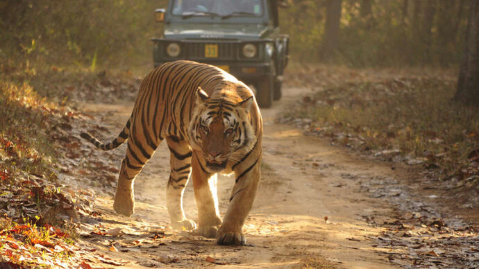 Una tigre reale del Bengala nel Parco Nazionale di Kanha, Madhya Pradesh (2013). © Sandip Dey
