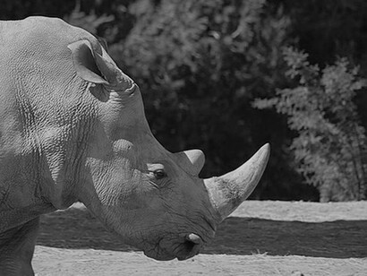 Rhinoceros in the zoo of Rabat