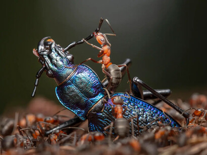 Wildlife photographer of the year, artwork in exhibition. Courtesy of the Australian National Maritime Museum