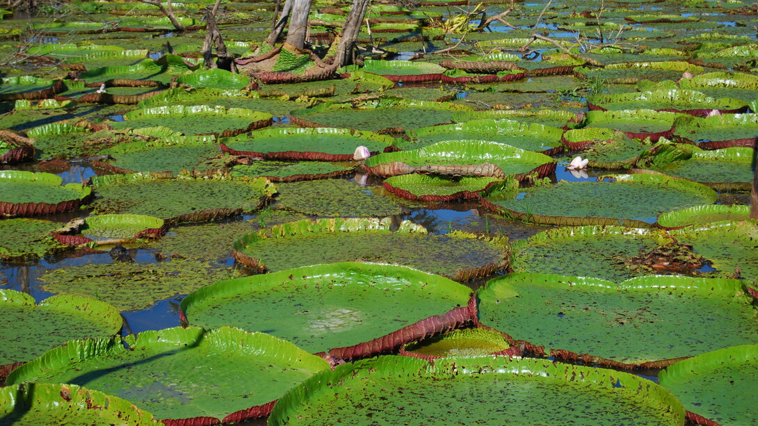 «Victoria amazonica», el nenúfar endémico del río Amazonas. Foto de Ana Clavería