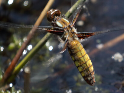 Female Broad-bodied Chaser spraying eggs onto water © Gehan de Silva Wijeyeratne