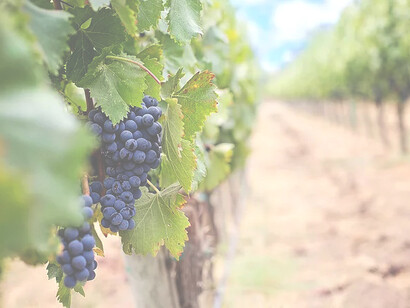 Dal punto di vista quantitativo la vendemmia 2021 sarà meno ricca di quella precedente