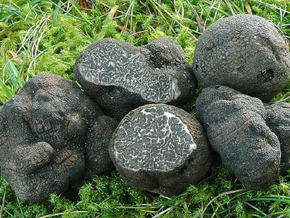 Desert truffle specimens found in Morocco which are highly valued in markets 