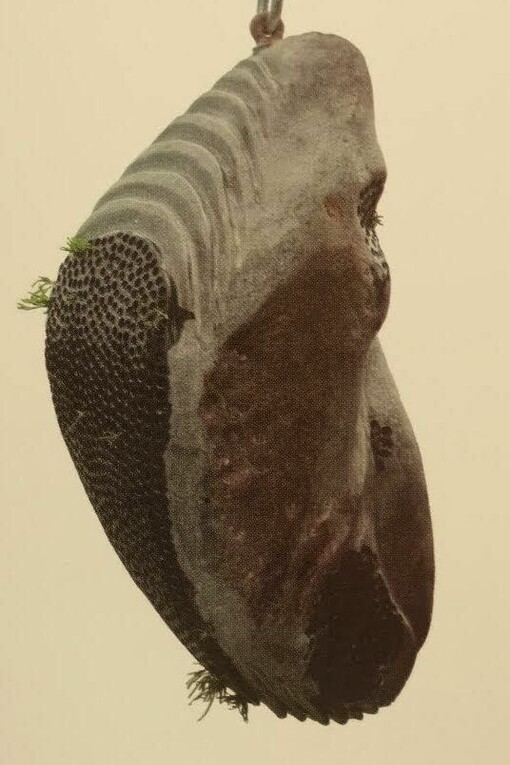 Alexander Chaves Villalobos: «Semilla» (2018), talla en piedra; foto de Alessandro Valerio