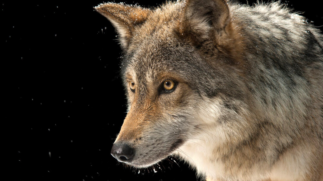 Joel Sartore; Un lobo gris mexicano («Canis lupus baileyi») en peligro de extinción a nivel federal en el Wild Canid Survival and Research Center