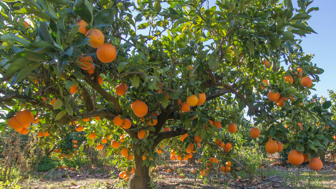 Naranjo de una plantación valenciana