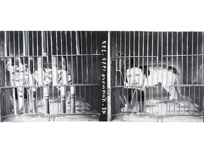 Yesmine Ben Khelil, Une femme, un tigre et une cage (II), 2015, Mixed media, 12h x 27w cm, Vintage image sourced from beit el bennani, courtesy of the artist and Selma Feriani Gallery