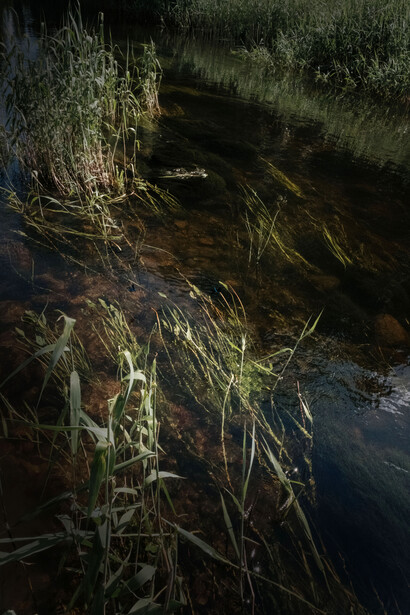 Repubblica di Cospaia. Nel frattempo, i paladini dell’indipendenza crearono anche un proprio vessillo bianco e nero, ed uno stemma con tanto di cittadina disegnata tra due fiumi con disegnati pesci e piante di tabacco